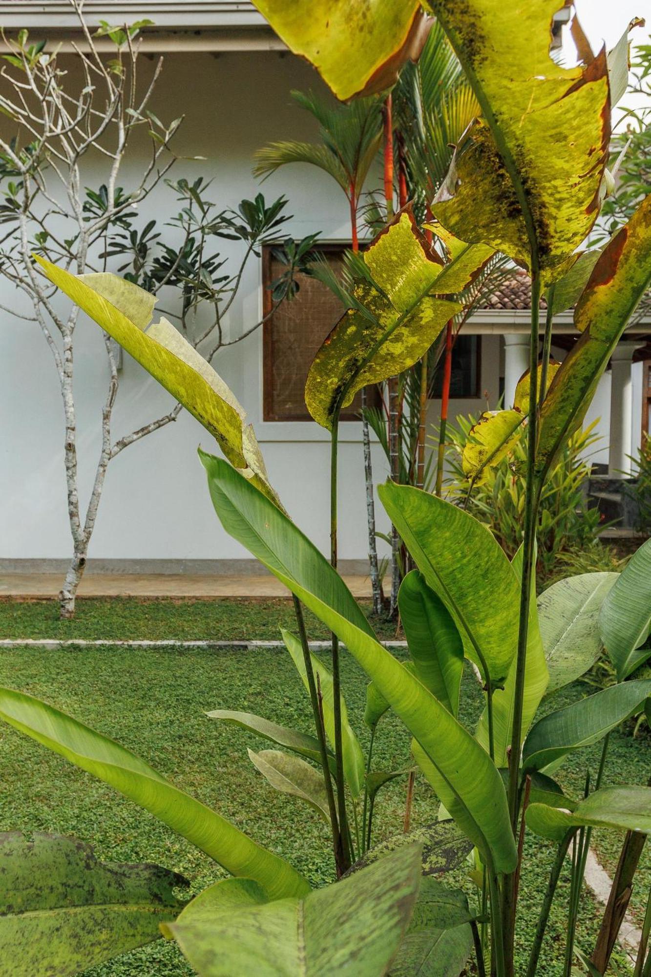 Villa White Queen Galle Buitenkant foto