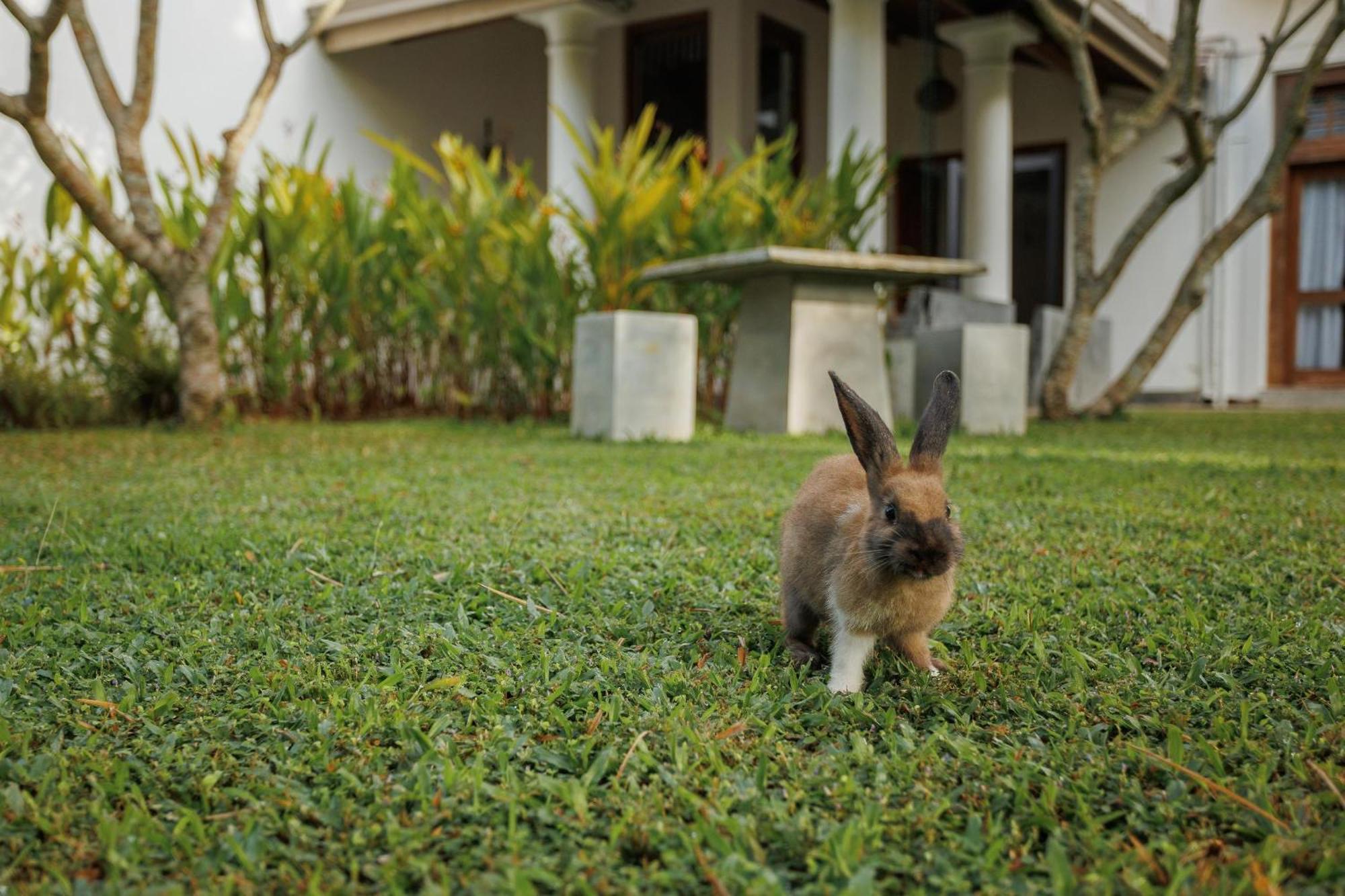 Villa White Queen Galle Buitenkant foto